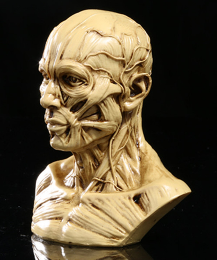 1:1 Resin Human Anatomy Model for Art and Teaching