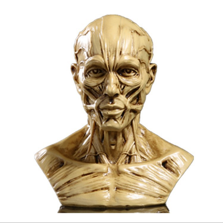 1:1 Resin Human Anatomy Model for Art and Teaching