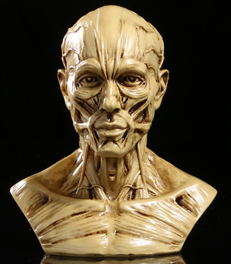 1:1 Resin Human Anatomy Model for Art and Teaching