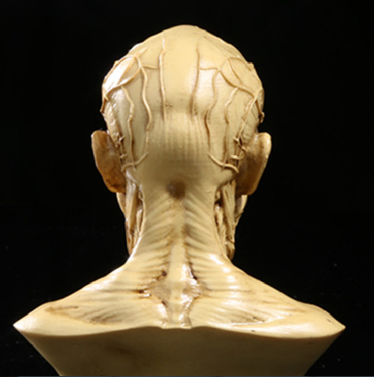 1:1 Resin Human Anatomy Model for Art and Teaching
